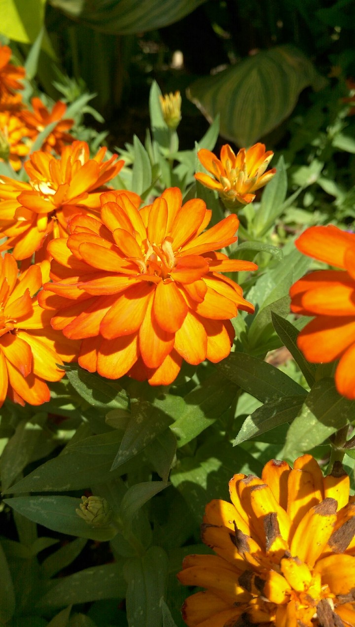 Orange Flowers