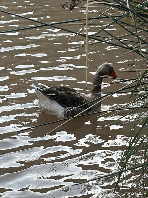 тапети vertebrate, feather