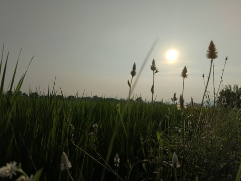 Field, grasses वॉलपेपर