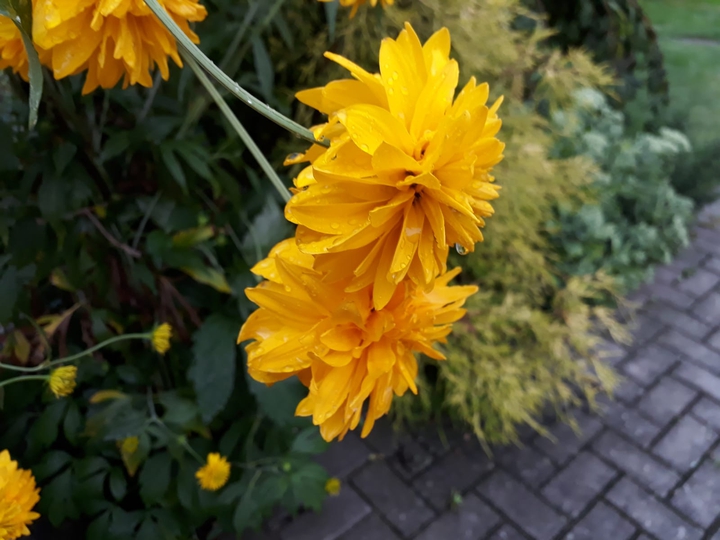 beutiful flower