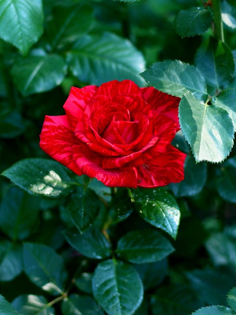 sfondi petal, flowers