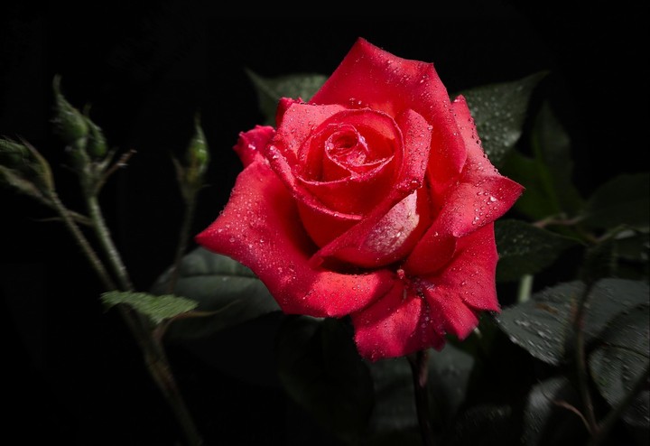 Roses růže