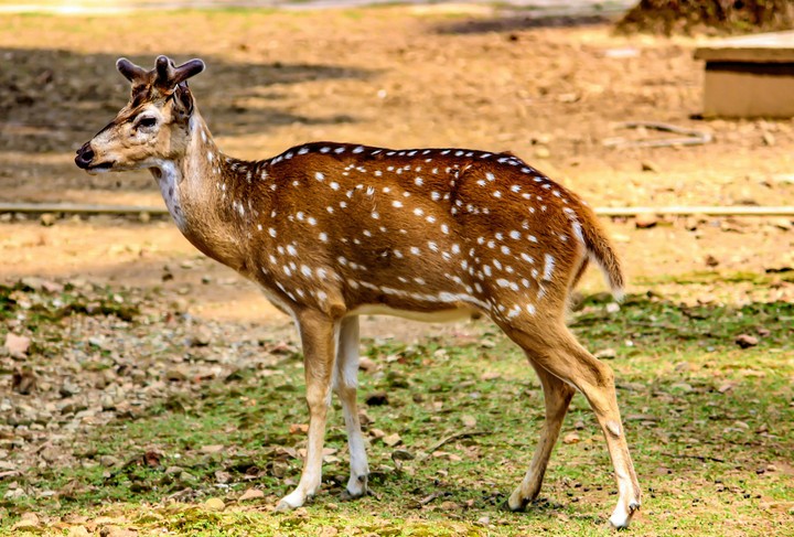Golden deer