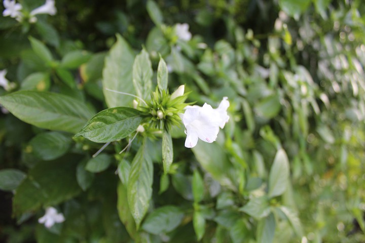lovely flowers
