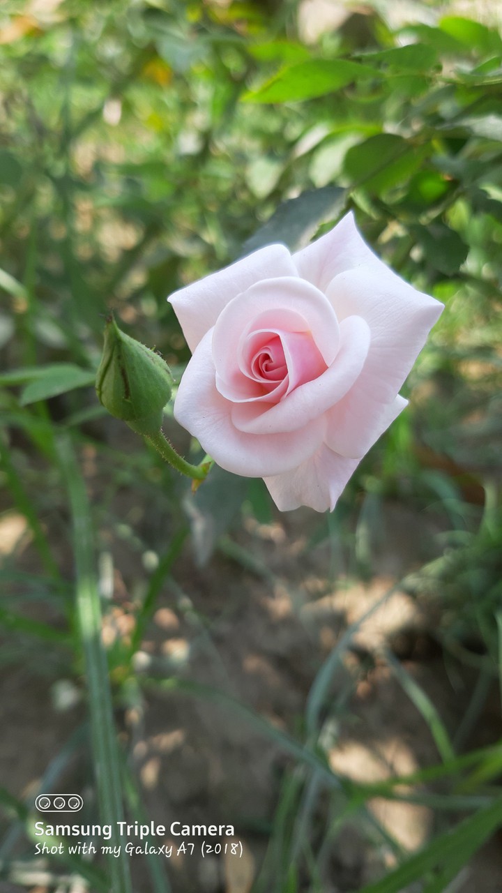 white rose