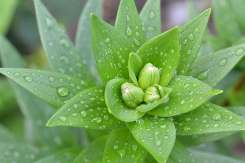 leaf