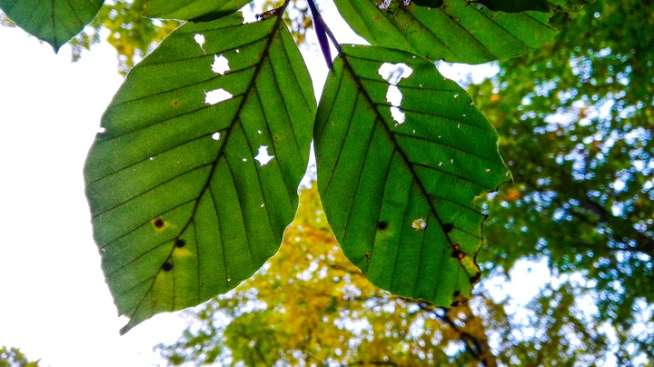 Leafbottoms