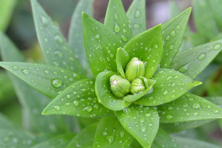 leaf