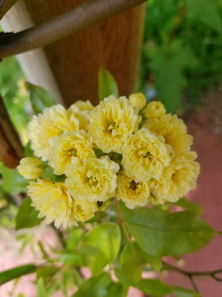 roses 2017