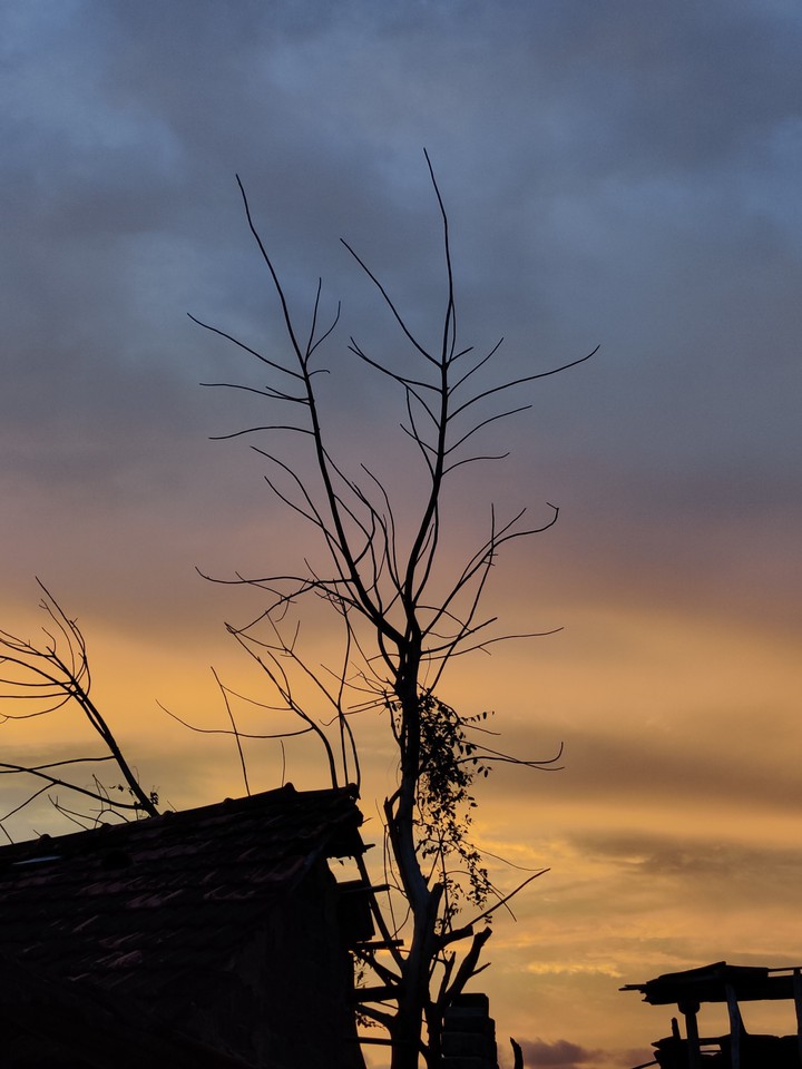 DEAD TREE