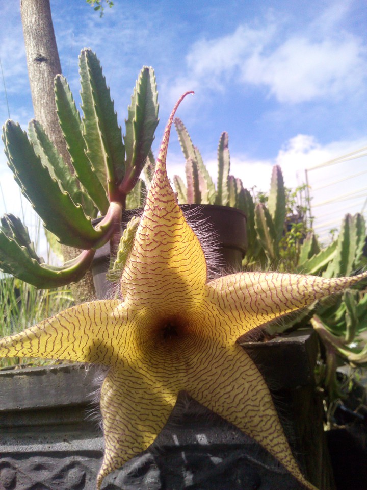 succulent