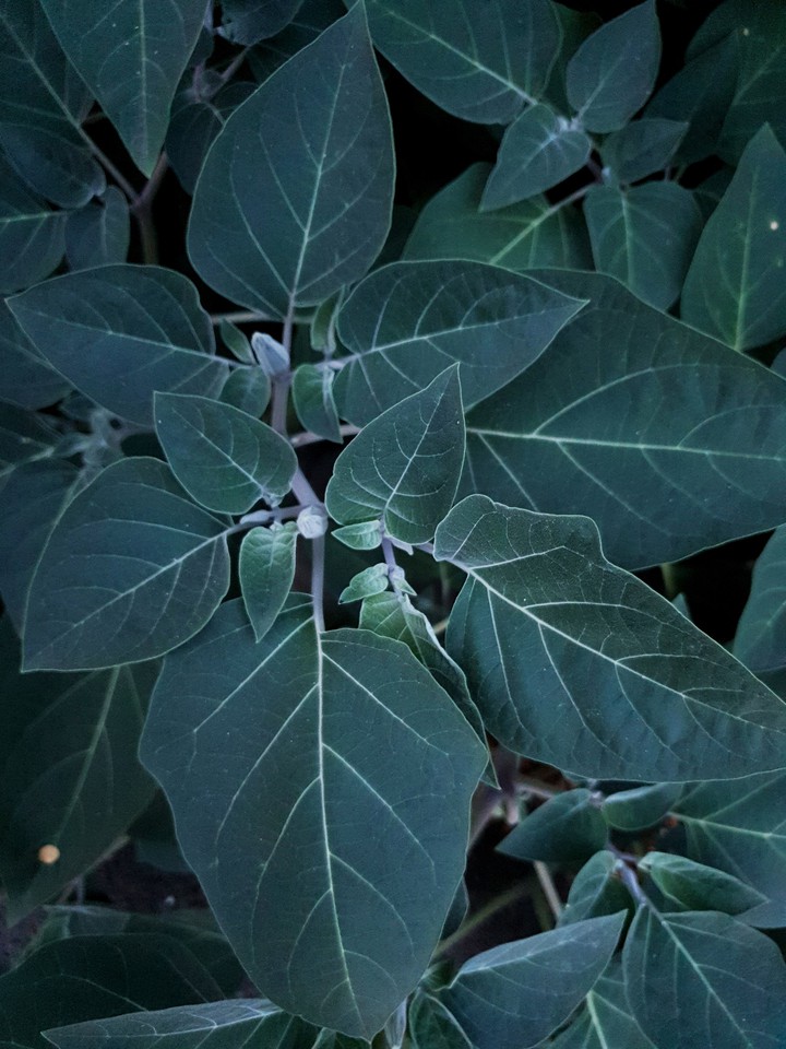plant