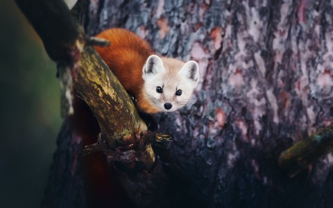 organism, whiskers duvar kağıtları