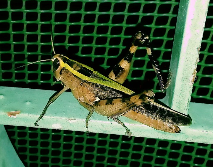 locust