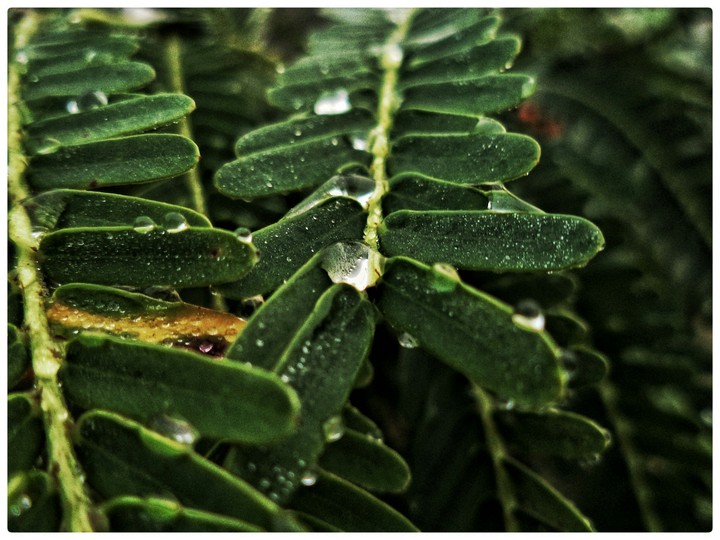 Drops of dew