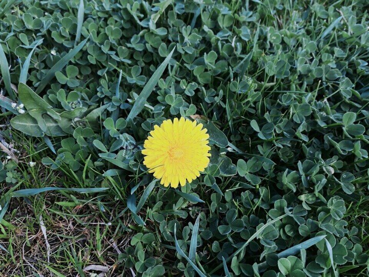 flover