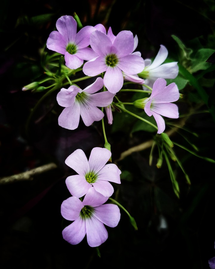 Flowers add colours in life
