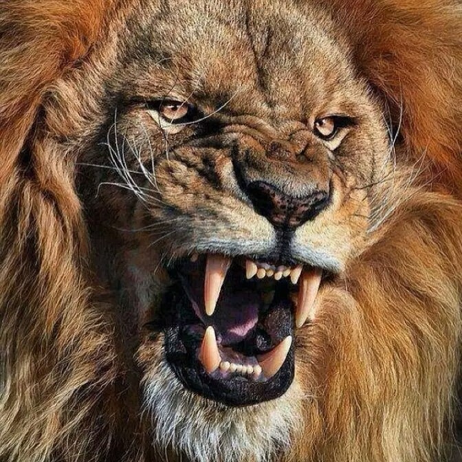 lion
