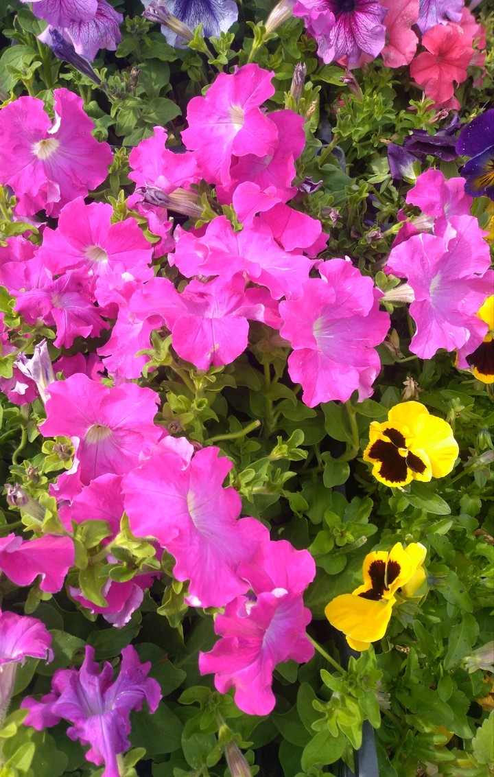 Gentle rays
