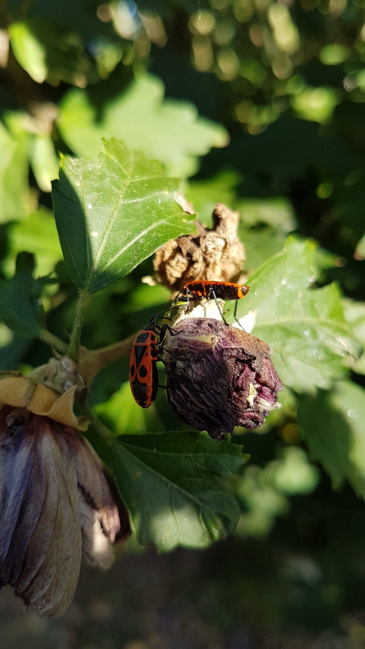 insectes