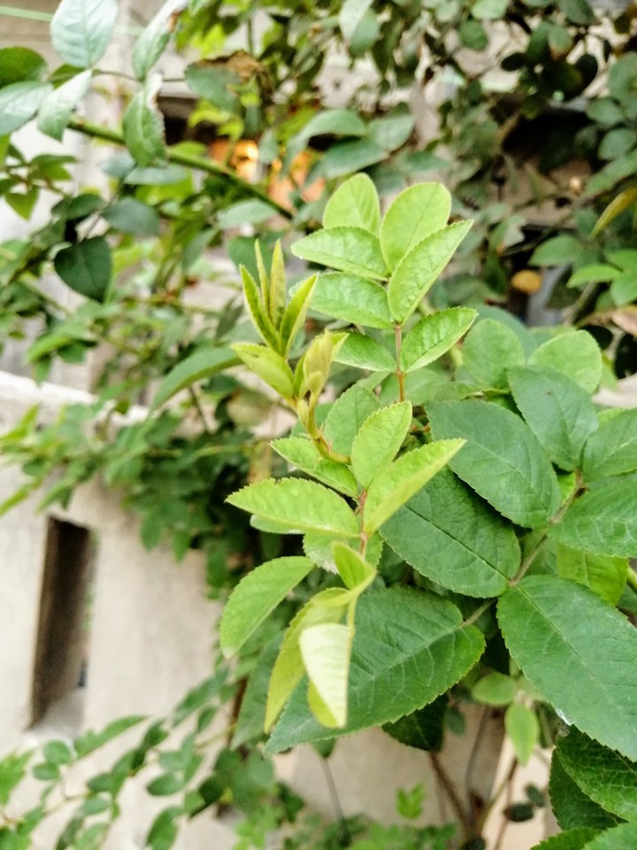 plant
