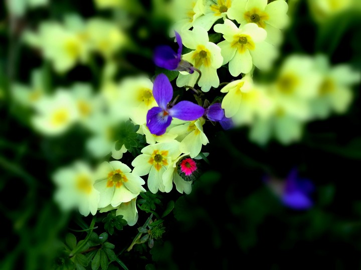 Spring flowers