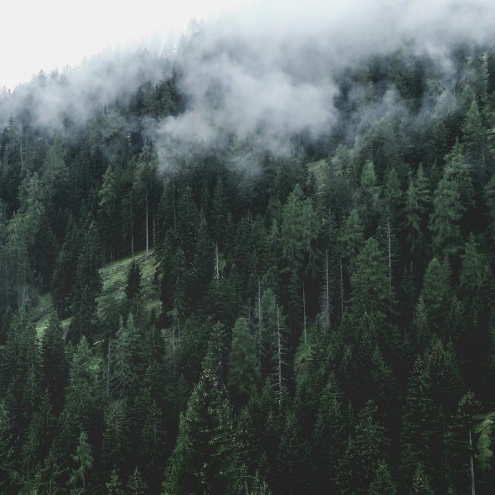 HD Forest
