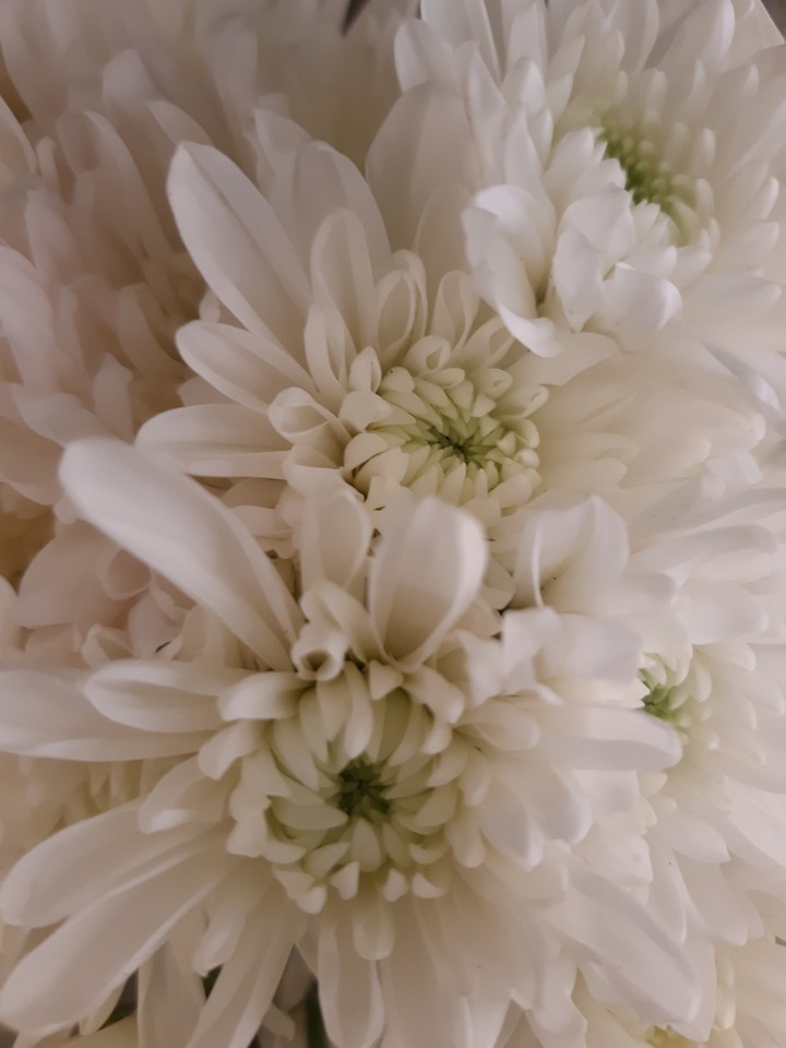 flores