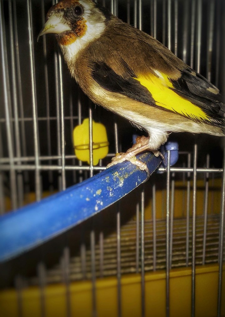 bird