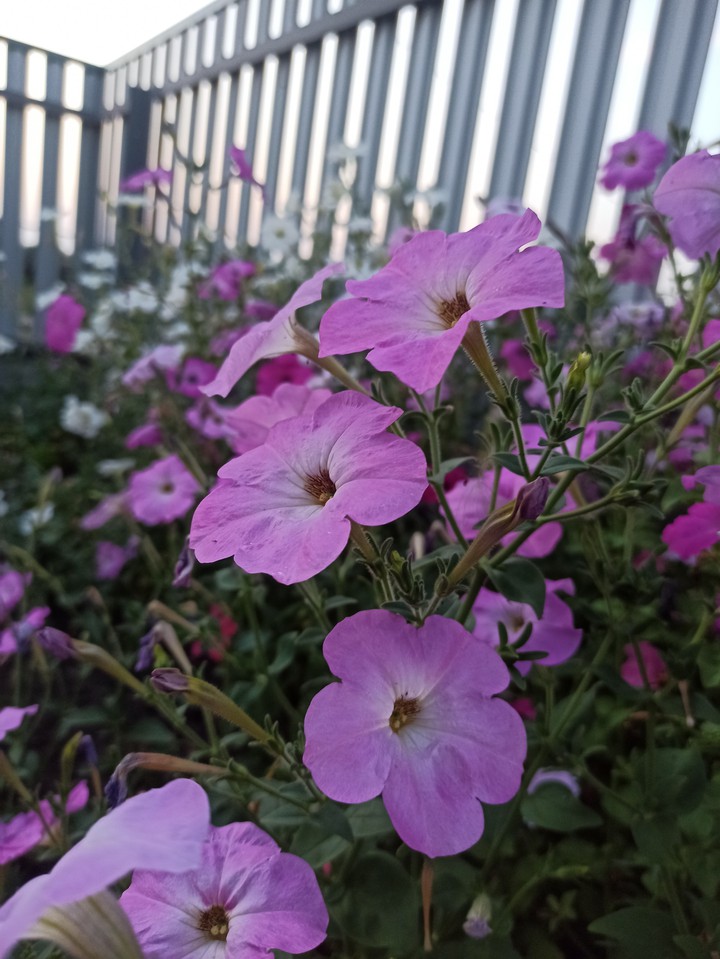 Петунии