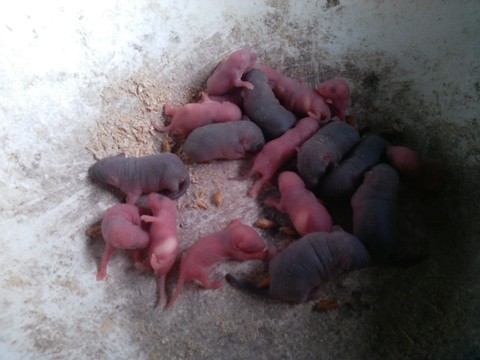 mouse