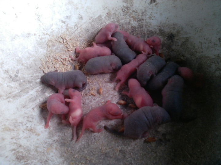 mouse