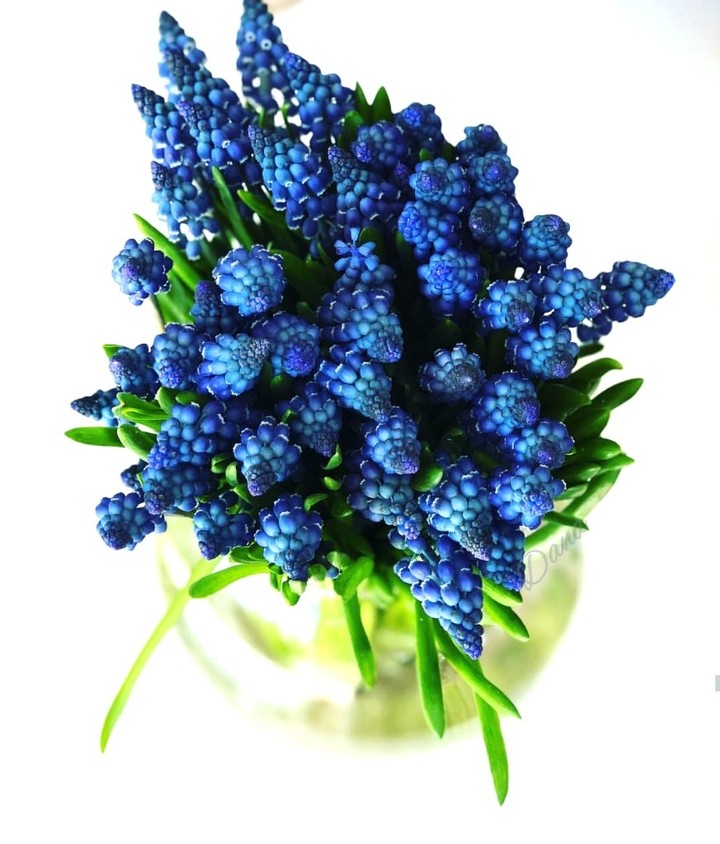 Muscari