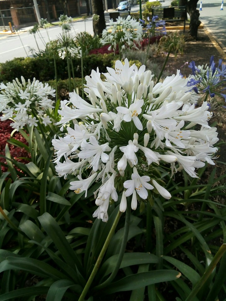 pompones blancos.