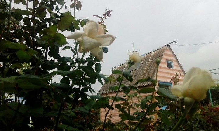 цветы