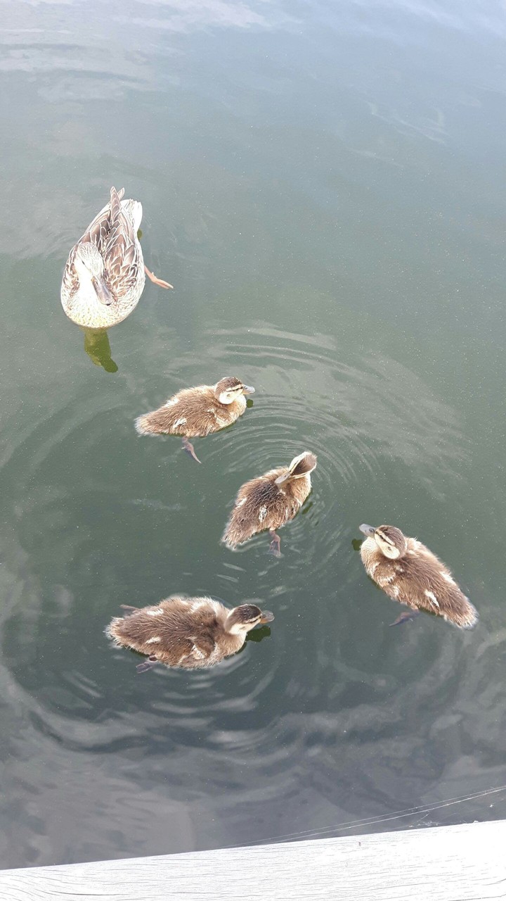 baby ducks