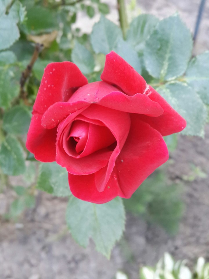 red rose