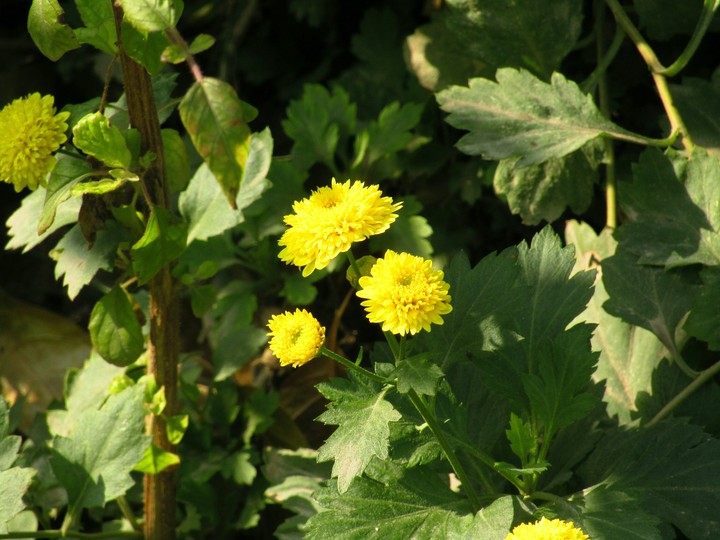 Flowers