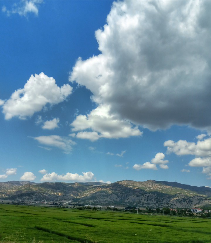 Pirinç tarlaları