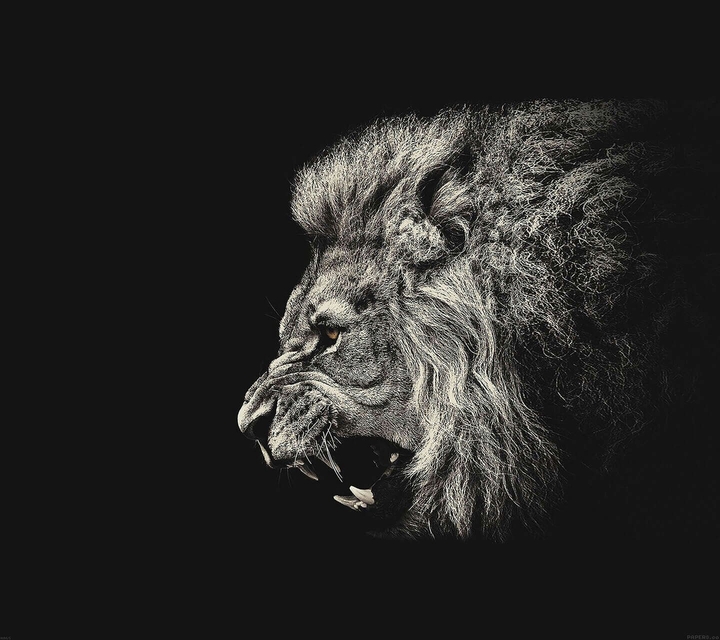 Lion....