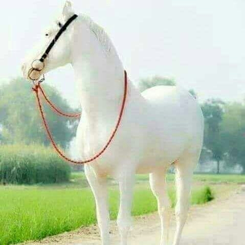 horse
