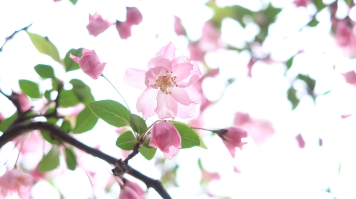 malus micromalus