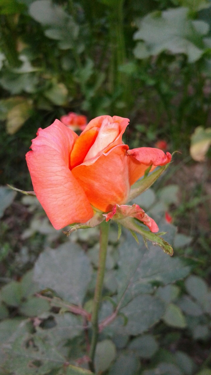 orange rose