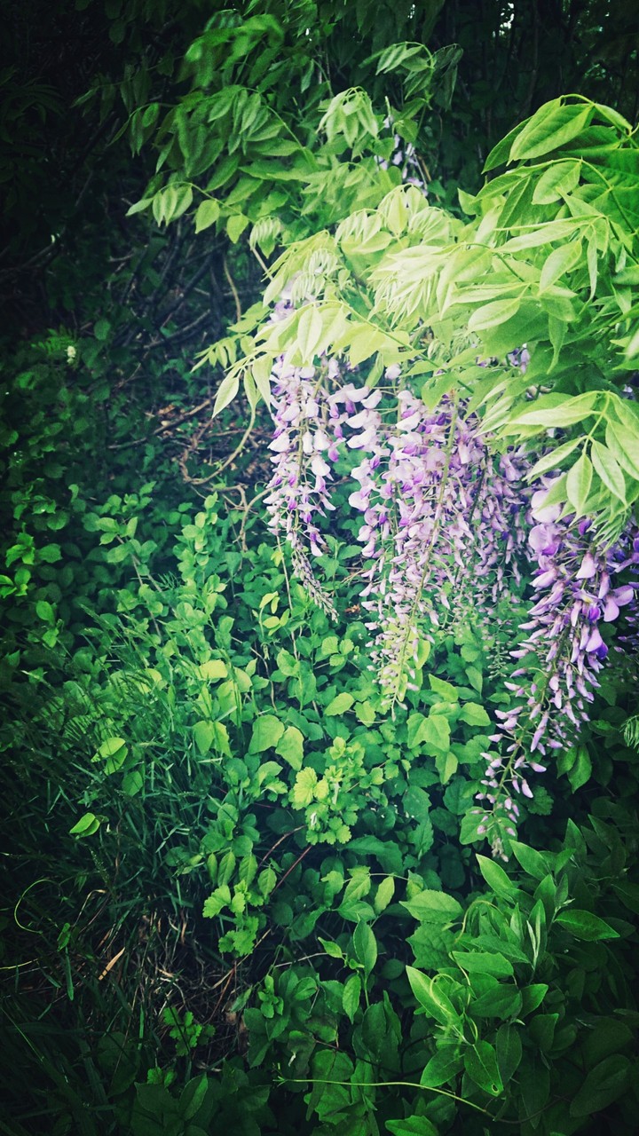 藤の花