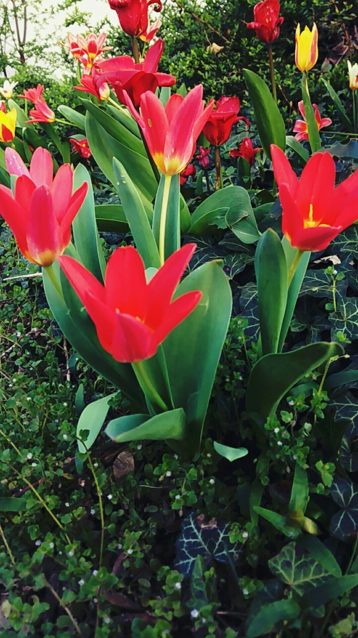flowers