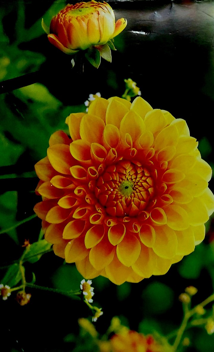 flower