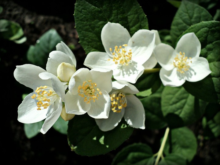 White Love
