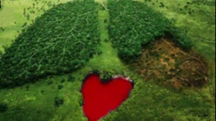 The Amazon Heart Forest
