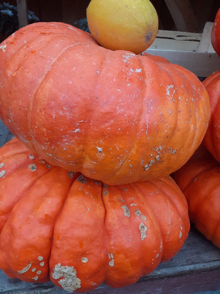 Pumpkins