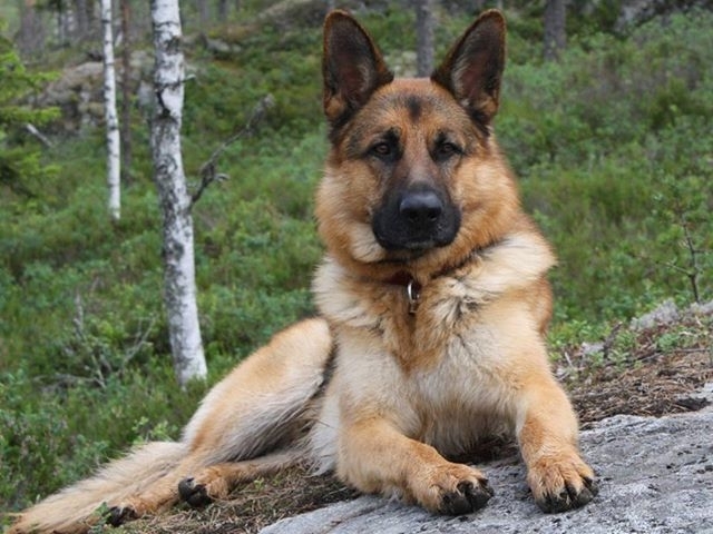 My dog ​​bob